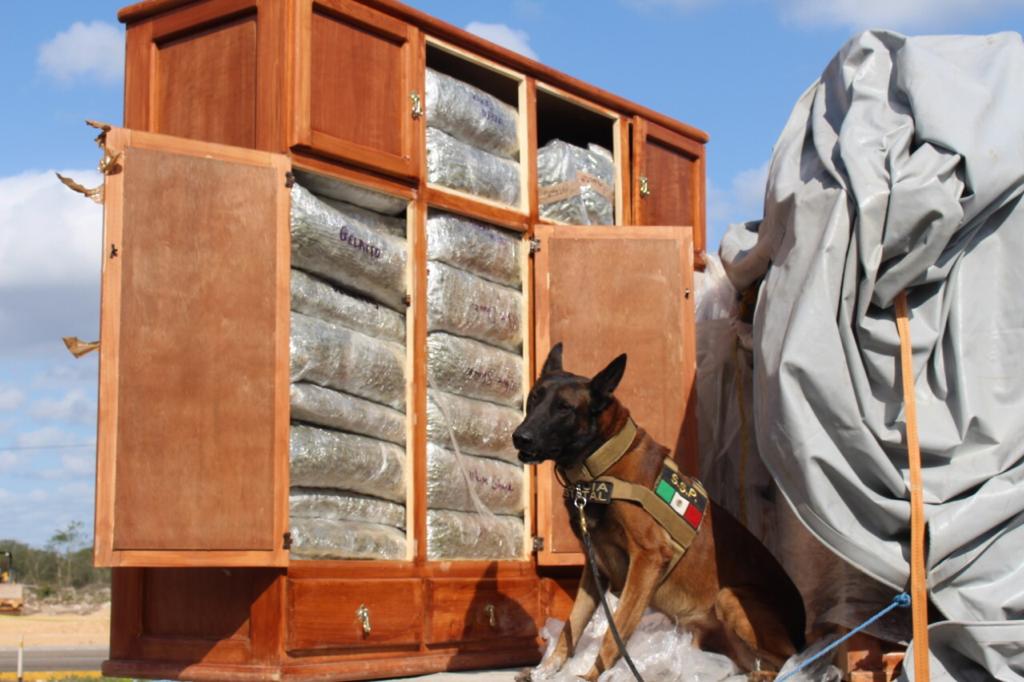 Aseguran 450 kilogramos de mariguana en la Campeche-Mérida